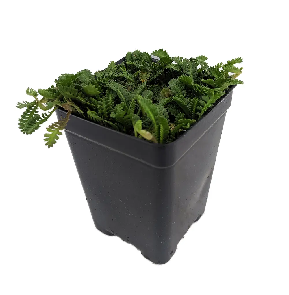 Fairy Fern - Leptinella - 2.5" Pot - Terrarium/Fairy Garden/Houseplant