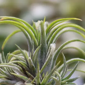 Tillandsia ionantha 'Druid' Air Plant