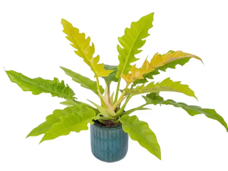 Philodendron Ring of Fire Gold Tissue Culture - Live Houseplant - Rare Variegated Aroid - Exotic Tropical Foliage - Neon Yellow, Golden, Lime Green - Serrated Sawtooth Leaves - Indoor Plant Gift - Embryonic Plantlet - Collectors Item - Golden Flame