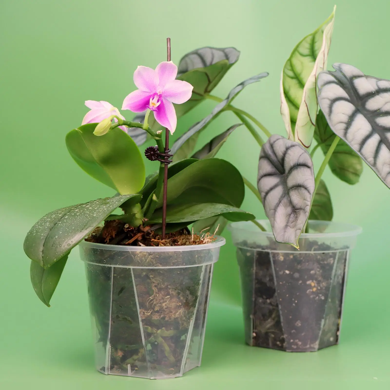 Clear Flower Pot, 6/12pcs/set Transparent Durable Resin Plants & Flower Pot with Air & Water Holes, Suitable for Indoor & Outdoor Use