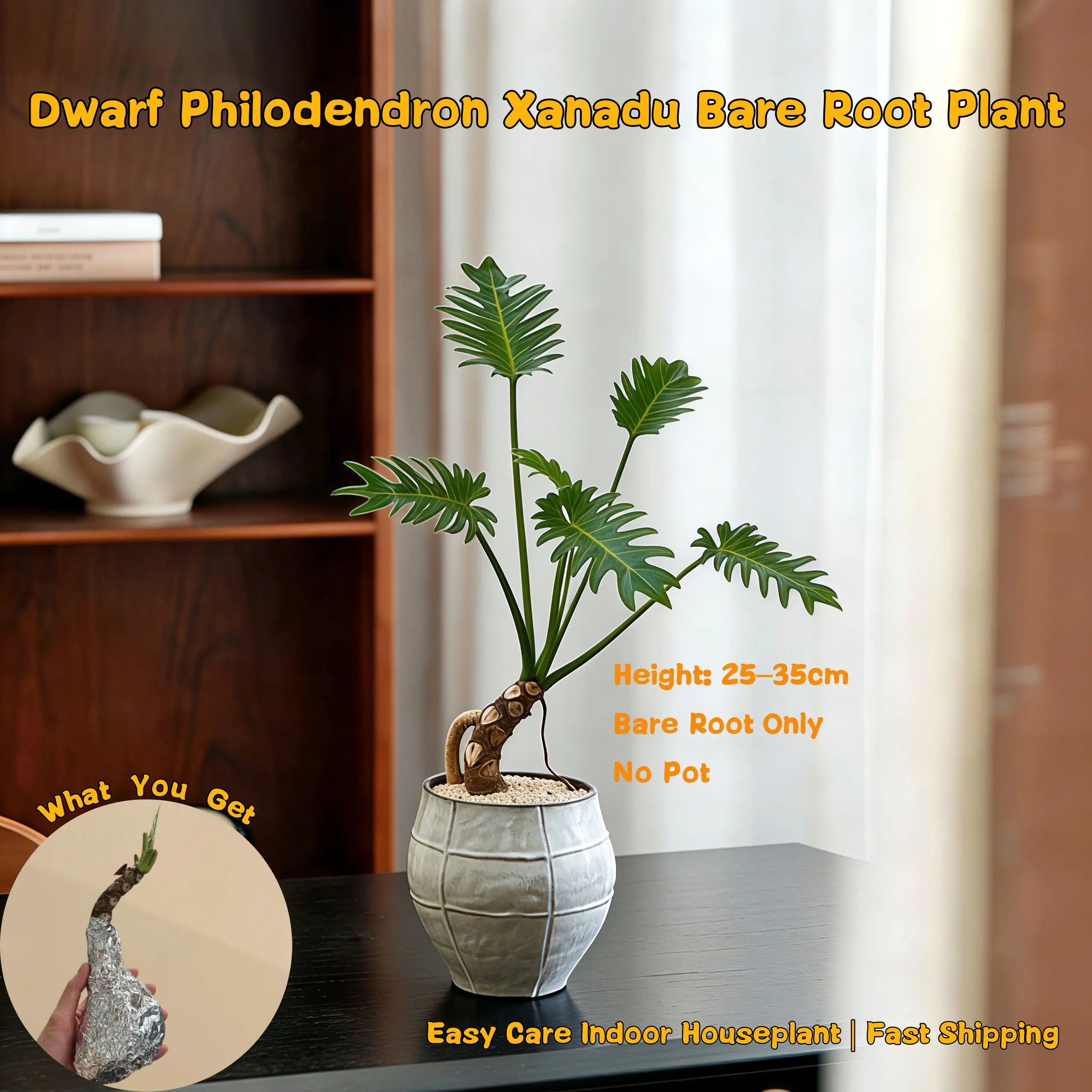 Dwarf Philodendron Xanadu Bare Root Plant (25-35cm) - Easy-to-Grow Indoor Live Houseplant, No Pot
