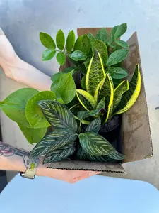 Set of 4 Assorted Indoor Plant in 4” Pots - Mystery Plant Bundle Box - Snake Plant, Hoya, ZZ & More - Easy Care Low Light Houseplants