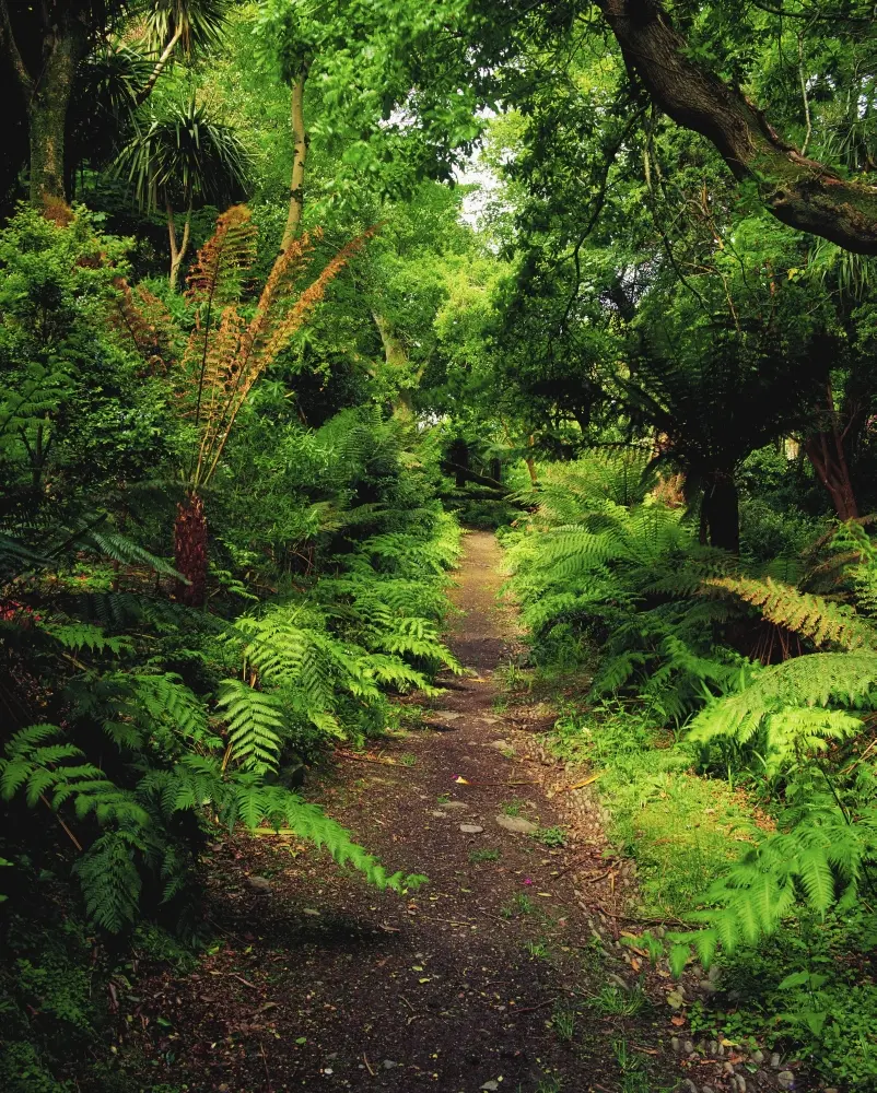 Posterazzi DPI1803312LARGE Artistic Dicksonia Antarctica Tree Fern-Lined Pathway Photo Poster Print by The Irish Image Collection, 26x34 Large, Home Decor for Room, Ideal Gift (Glanleam, Co Kerry, Ireland)