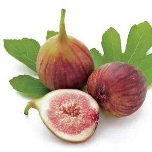 Ficus "Celeste" Fig Tree plant - not dormant