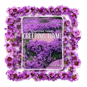 1000+pcs Creeping Thyme Seeds for Planting, Perennial Ground Cover Plants Heirloom Flowers Seeds Fragrant Herb Seeds for Lawns & Paths Garden
