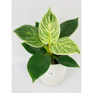 Philodendron Birkin Variegata