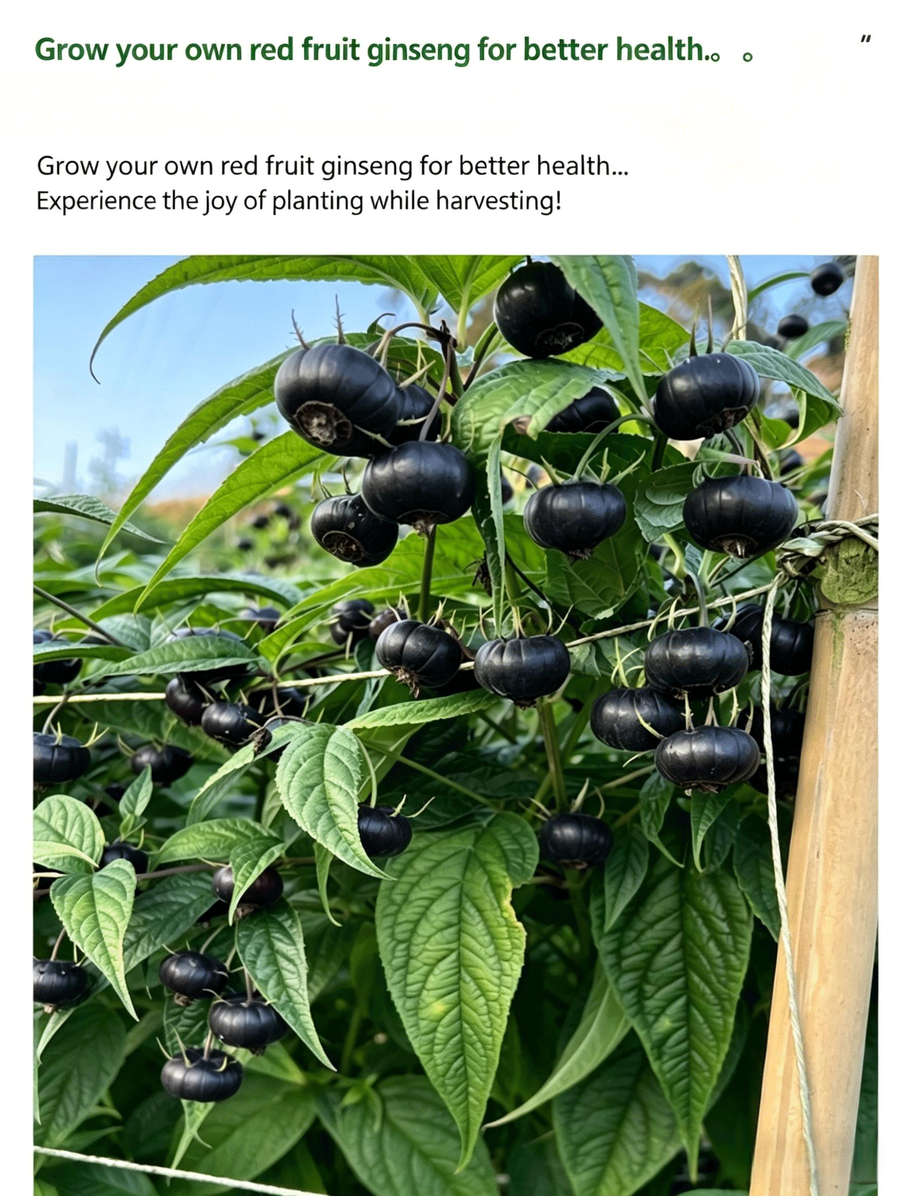 Red Ginseng Fruit Tree Seedling – Chinese Edible Fruit Plant, Home Garden, Easy-to-Grow