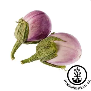 Eggplant Seeds - Italian Rosa Bianca