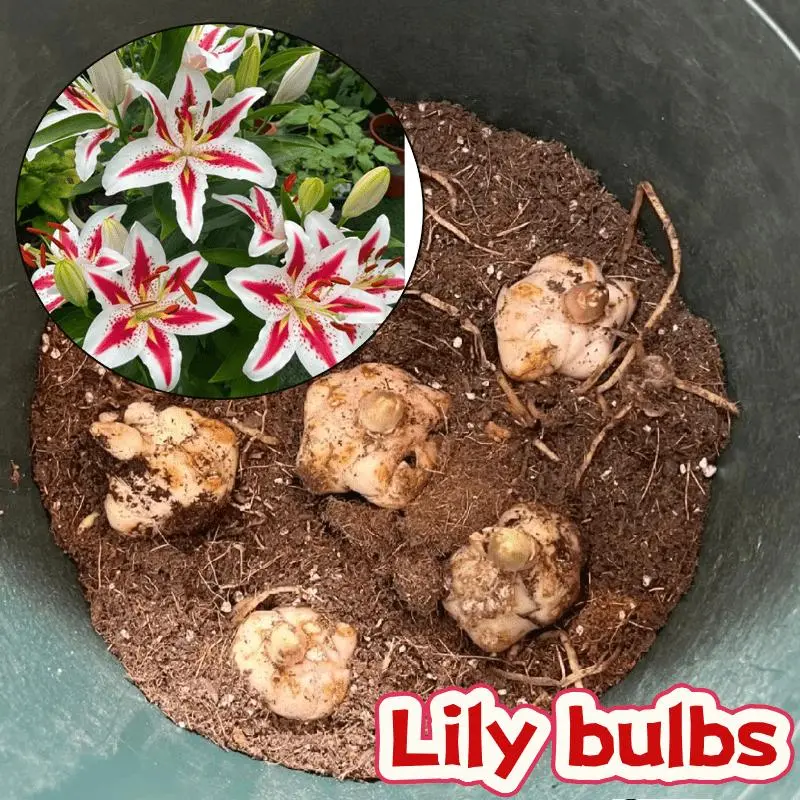 Oriental Lily Planting Bulbs, Fragrant Large Blooms, Novice Friendly Garden Decor