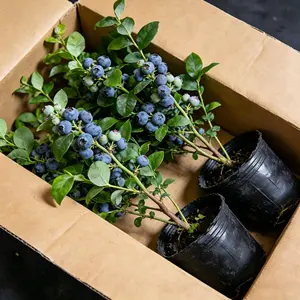 Premium Blueberry Saplings - Four-Season Planting, High-Yield Varieties, Perfect for Home Gardens