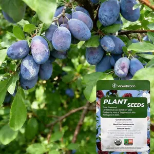 Heirloom Non-GMO plum seeds for Pots or Garden Perfect for North or South Growth Blooms in Spring and Summer Heavy Fruit Production