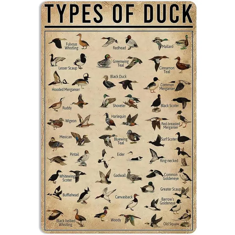Duck Knowledge Metal Poster Type Of Duck Metal Tin Sign School Club Hunting Lodge Farmhouse Home Art Wall Decoration 16x12 Inch