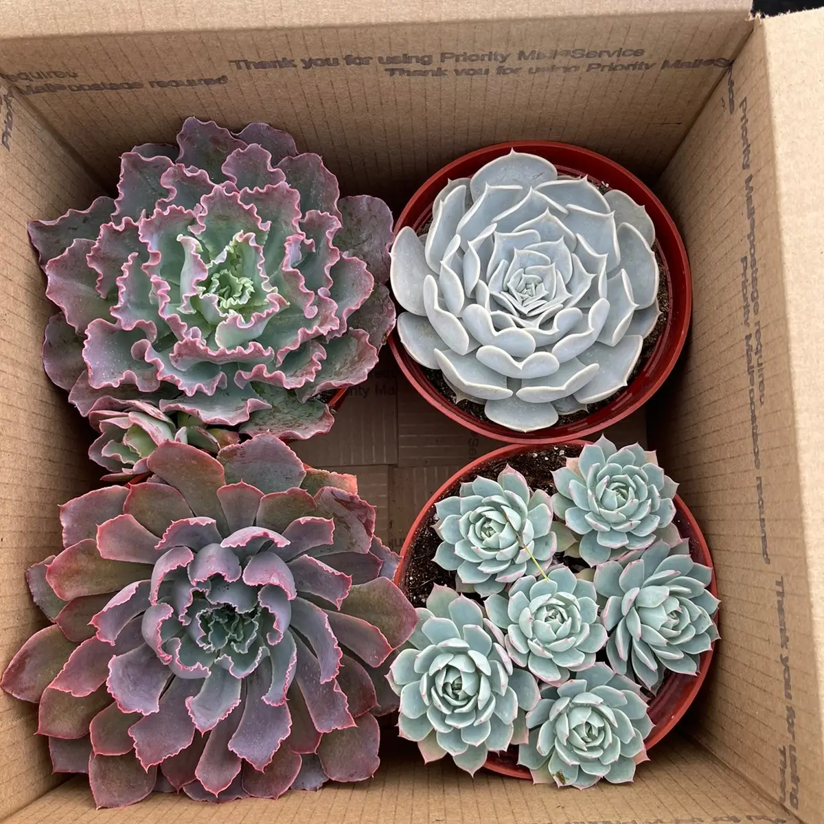 6’ succulents 4 pack mystery assortment big Sculpture (6inch) 6’ succulents 4 pack mystery assortment big Sculpture (6inch)