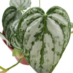 Philodendron Brandtianum- 4" from California Tropicals