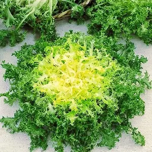 500 Seeds, Endive"Green Ruffec" Frisee Seeds