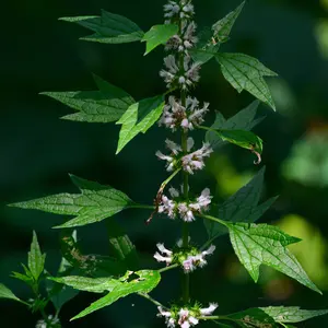 Motherwort