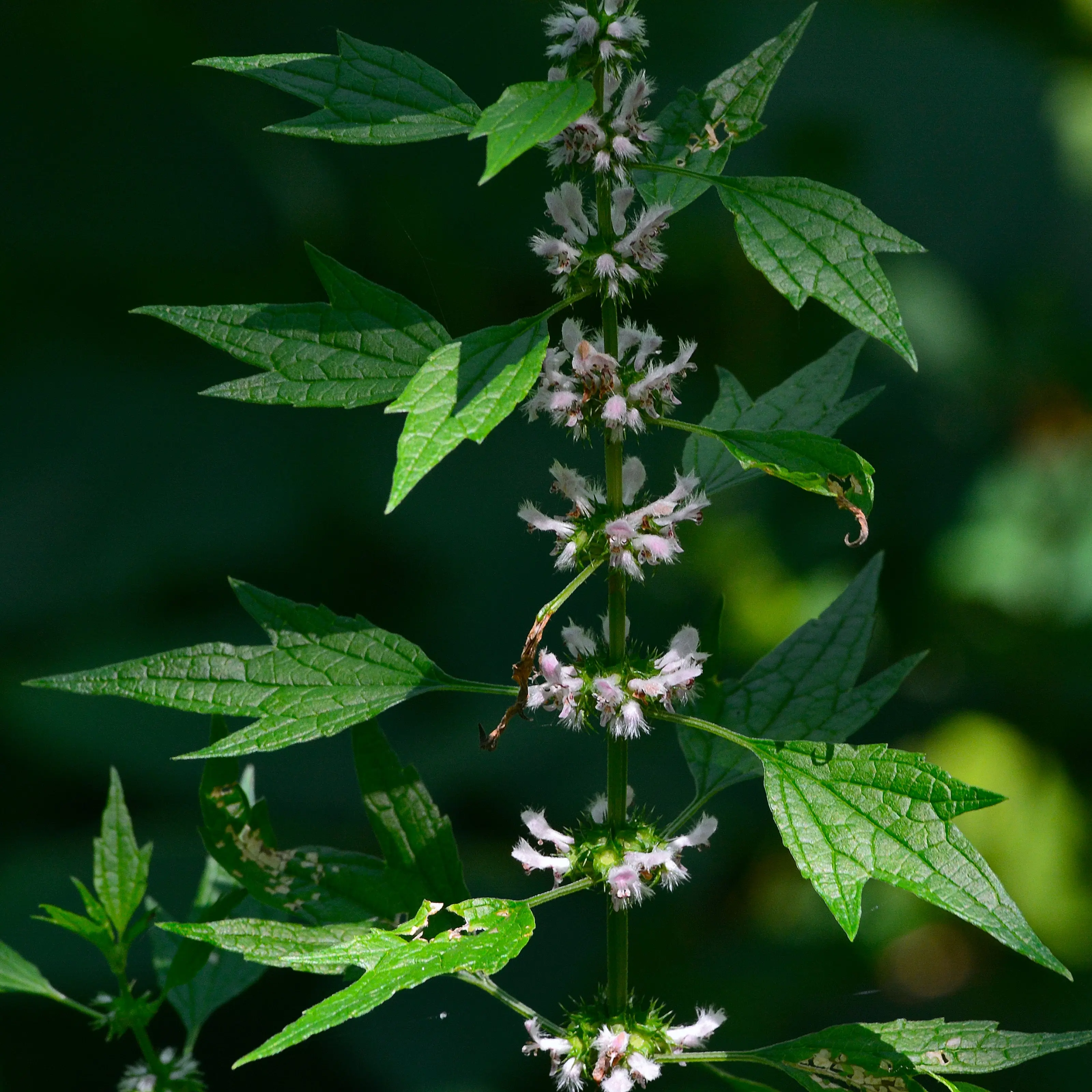 Motherwort Motherwort
