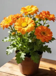 150 Calendula Flower Seeds – Bright Orange & Yellow Blooms for Gardens, Pots, Borders, and Natural Pollinator Spaces (Seeds Only, Not Live Plants)