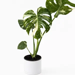 Xl Monstera Thai Constellation 6" pot- Variegated Houseplant with Unique Constellation-Like Patterns