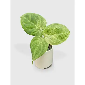 Syngonium Chiapense 'Ice Frosted Heart'