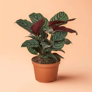 Calathea Ornata – White Pinstripe Pattern Leaves, Indoor Live Plant, Medium, Very Pet Friendly, Distilled Water Lover, Bright Light, Low Light