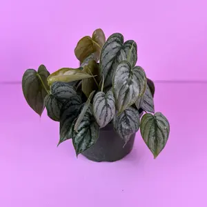 Philodendron Brantianum 6” | Silver Philodendron | Houseplant