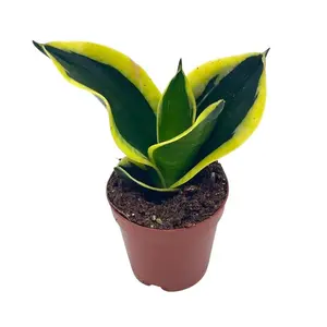BubbleBlooms Black Gold Snakeplant, Green and Yellow Snake Plant, Variegated Sansevieria trifasciata