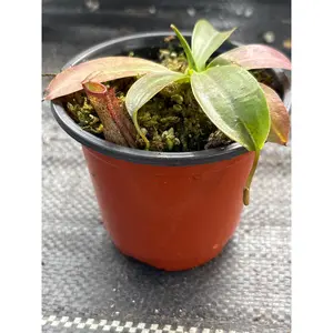 Nepenthes ‘St. Gaya’ – A Majestic Hybrid of Scarlet & Ivory | Curio Plants