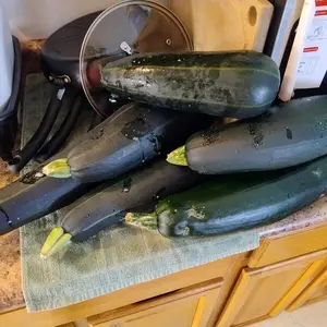 Black beauty zucchini seeds 15+