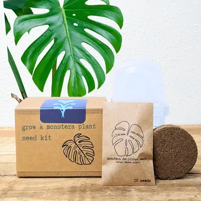 Monstera Lechleriana Albo Seeds - TikTok Shop