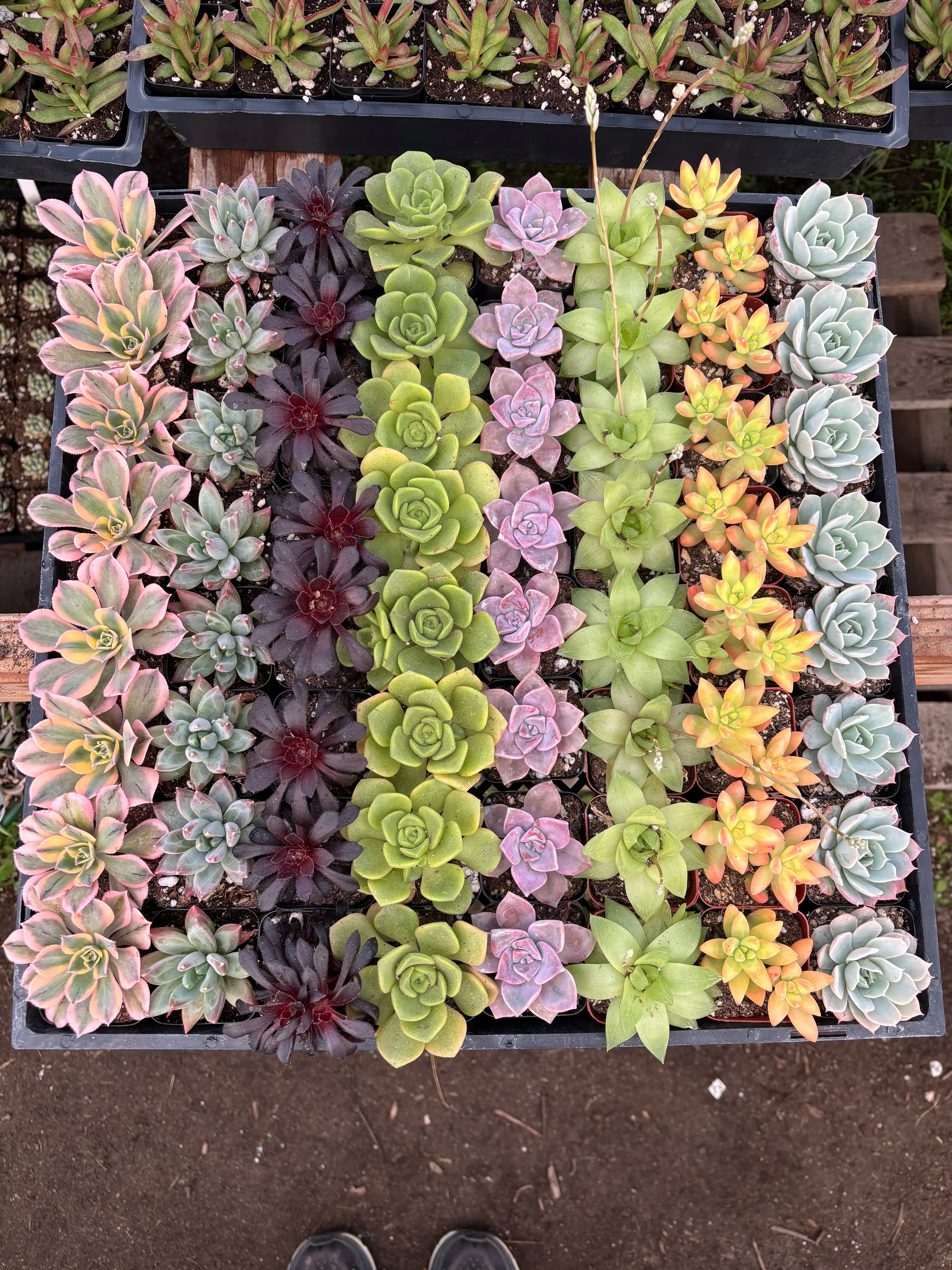 64- Pack Mystery Pack Succulents