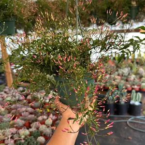 Pink jasmine plant 6 Inch pot fragrant
