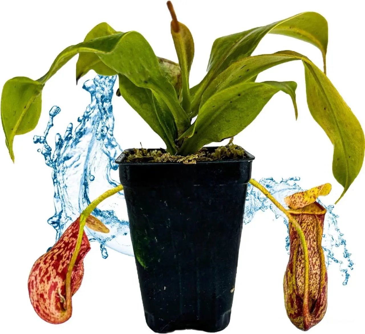 St. Gaya Pitcher Plant - Carnivorous Nepenthes for Garden and Indoor Collection