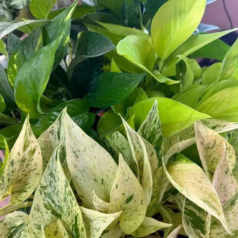 Pothos Epipremnum Snow Queen Live Potted Indoor Houseplant, Tropical Gardening Plant, Vibrant Tropical Plant for Home Garden Decor, Potted Indoor Plants