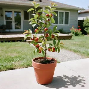Heirloom Non-GMO Winter Jujube Tree for Pots or Garden Perfect for North or South Growth Blooms in Spring and Summer Heavy Fruit Production