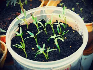 Kang Kong Rau muong Ong Choy Seeds 1500 Seeds Hardy Drought-Tolerant Low-Maintenance Landscape Planting