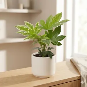 Fatsia 'Spider's Web'