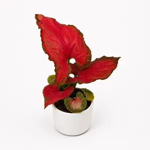 Syngonium ORM NAK RED 4" pot - Rare Collector's House Plant with Unique Leaves