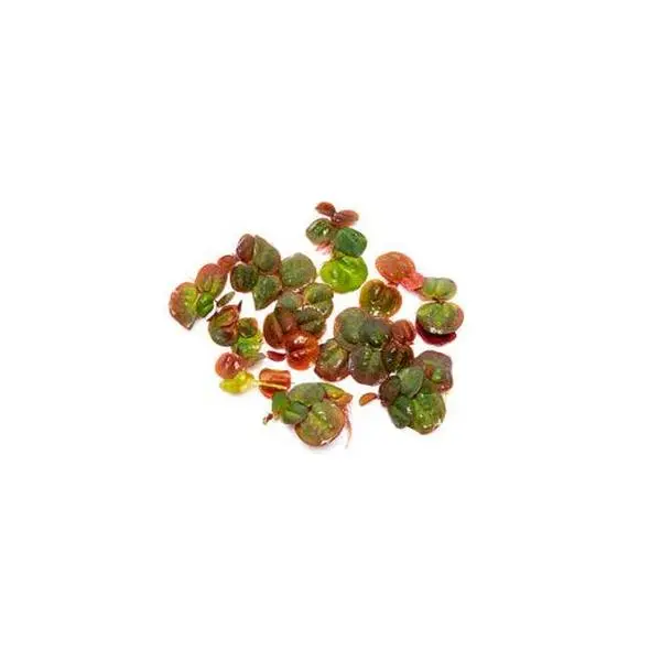 Red Root Floaters