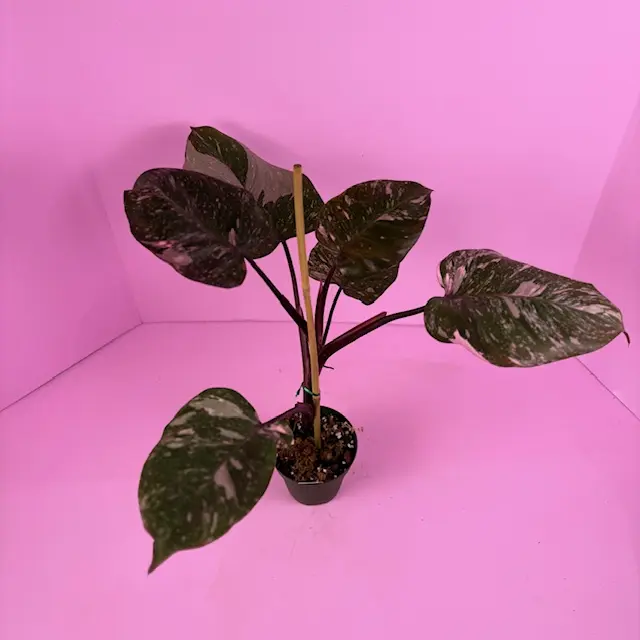 RARE Philodendron Pink Princess Galaxy 4 | Variegated Philodendron | Rare  Plant - TikTok Shop