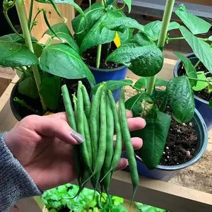 50 Non-GMO Heirloom Green Bean Seeds High 95% Germination Rate for Garden & Containers Quick 53-Day Harvest Sustainable Organic Vegetable Garden Start Your Own Fresh Harvest