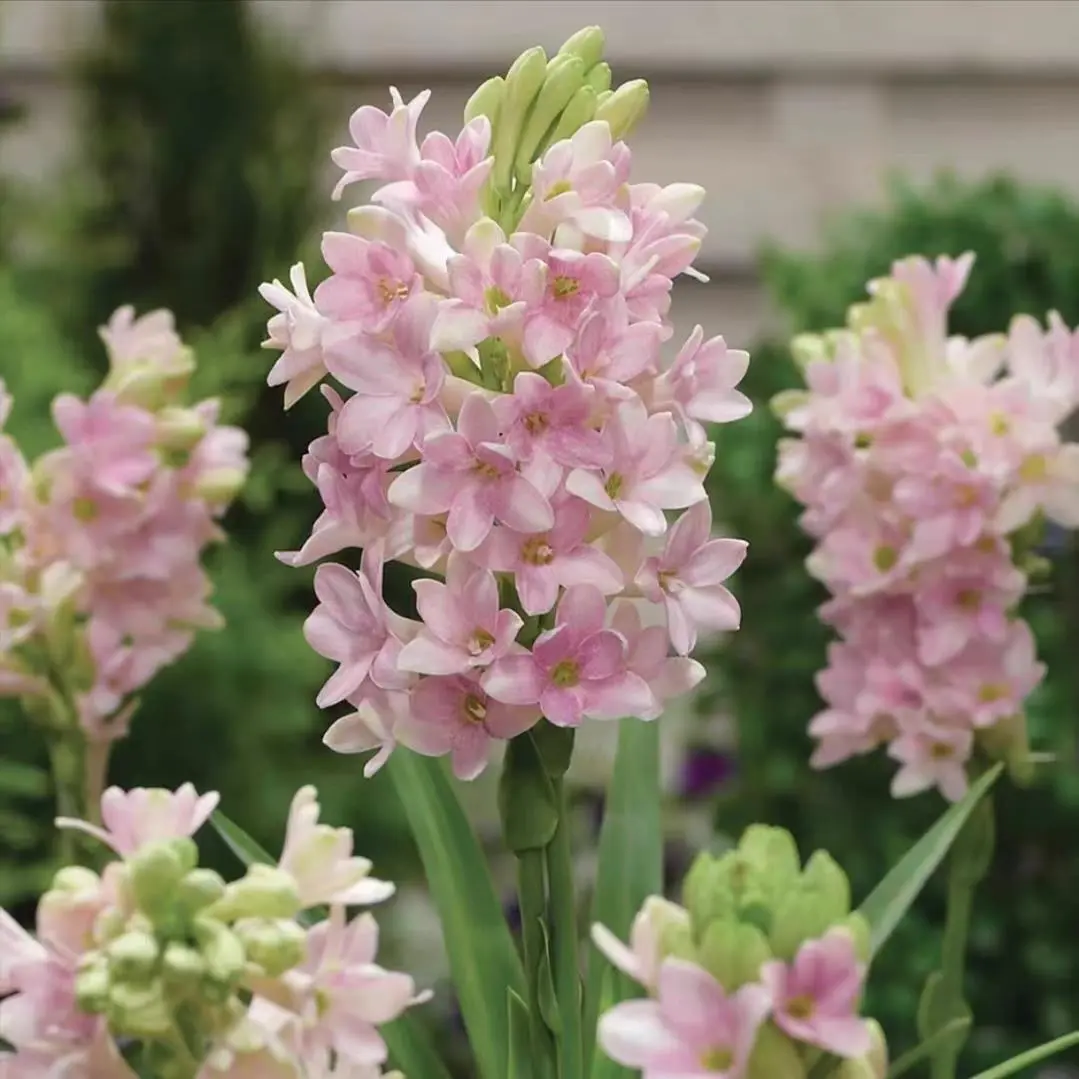 Fragrant Tuberose Root Bulbs - Perennial, Easy-to-Grow Summer Flower Tubers with Strong Night-Blooming Scent, Ideal for Garden Beds & Patio Containers