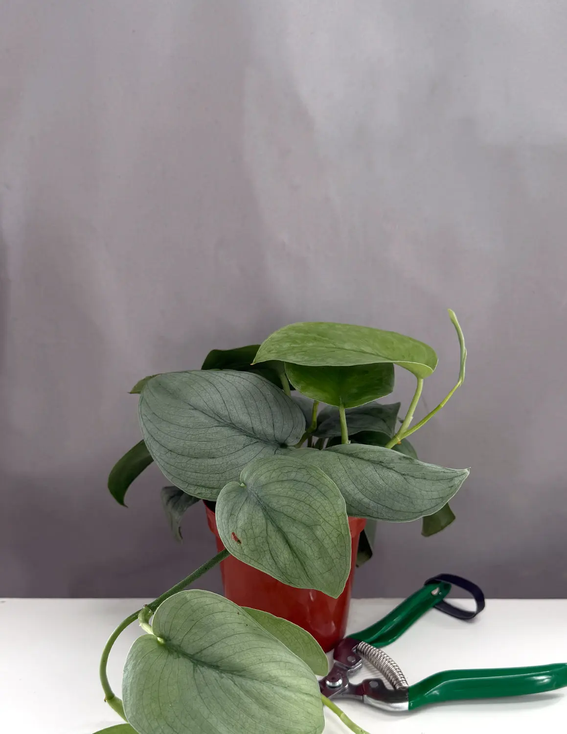 Scindapsus Platinum