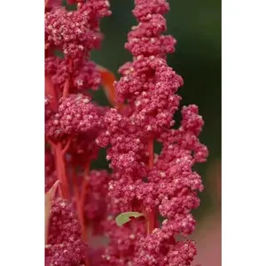 Quinoa Plant Seeds Cherry vanilla ,Beautiful strain with pink and cream