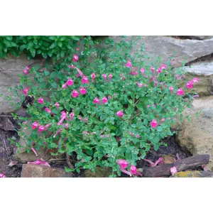 Pink Skullcap