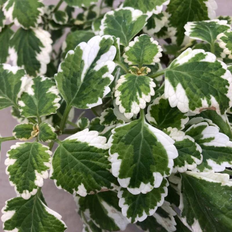Swedish Ivy Mint Plectranthus Plant Plug (Plectranthus tomentosa 'Mint') – Fragrant Trailing Herb – Great for Hanging Baskets & Indoors
