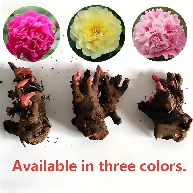 3-Piece Multi-Color Fragrant Perennial Peony Root Tubers, Bare Roots for Outdoor Garden & Lawn Planting