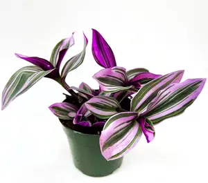 Tradescantia Nanouk – Vibrant Pink, Purple & Green Striped Foliage, Fast-Growing Trailing Houseplant, Easy Care & Compact, Bright Indirect Light, Aesthetic Shelf or Hanging Plant, Perfect Gift