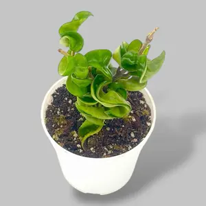 Hoya Hindu Rope 4” - Pet Safe Easy Care Trailing House Plant