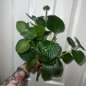 Rooted Cuban Oregano Cutting - Live Plant for Sale